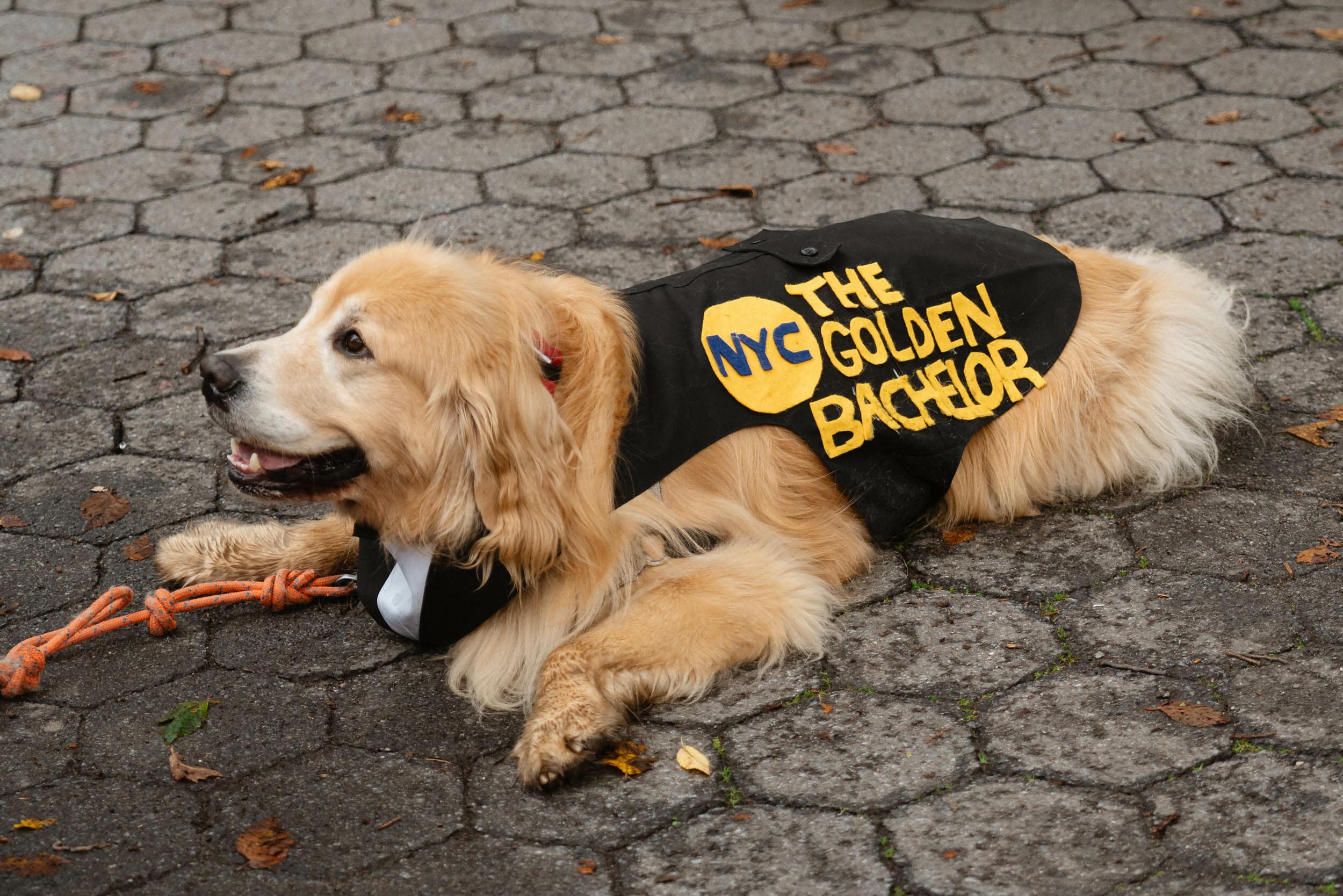 Canine First Aid