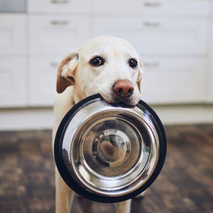 Dog_Bowls_Feeding