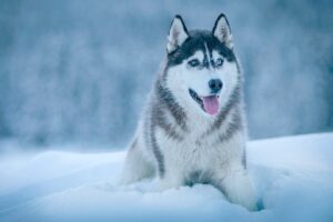Tips for Controlling Winter Shedding