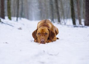 Tips for Controlling Winter Shedding