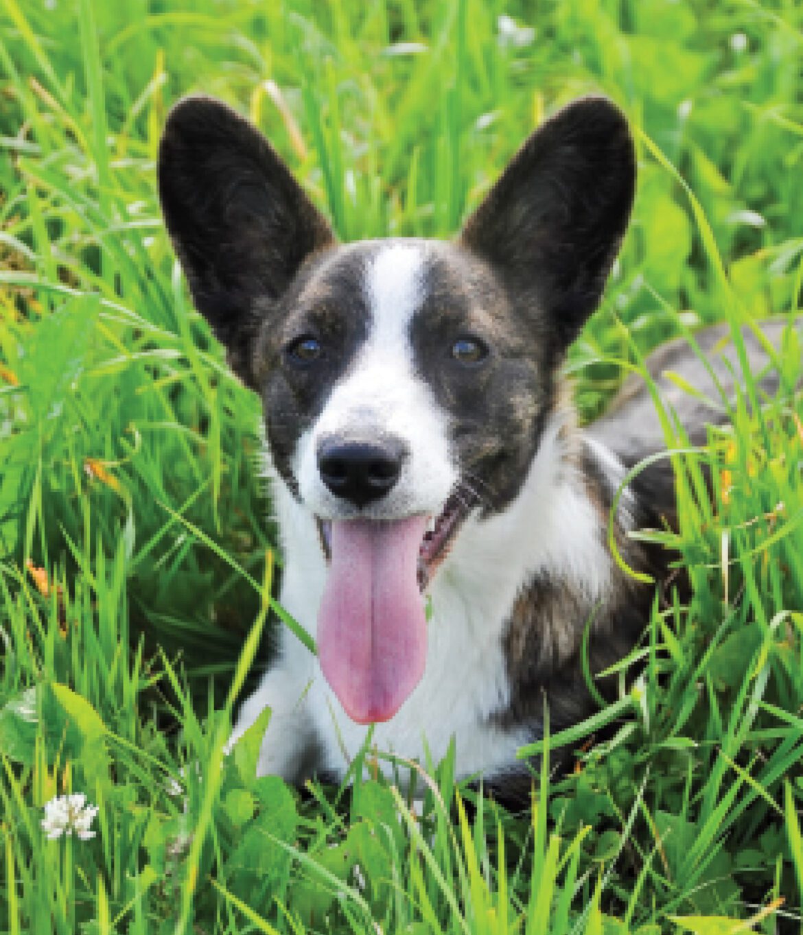 Meet the Charismatic Cardigan Welsh Corgi