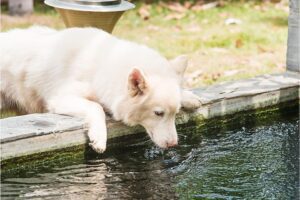 Keeping Your Dog Cool in Hot Weather