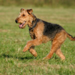 1701317203 AiredaleTerrier140256298 scaled
