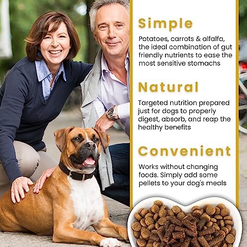 Nutritious Homemade Dog Food Recipes