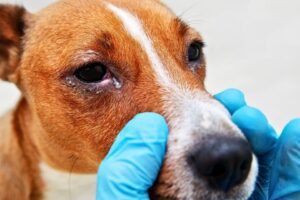Antifreeze Dog Poisoning Symptoms