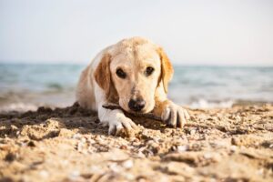 Tips for Preventing Dog Heatstroke