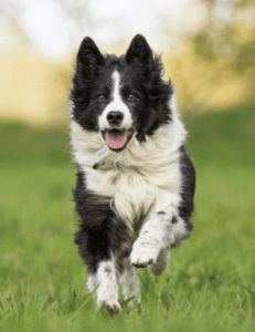 Best Dog Treats for Training