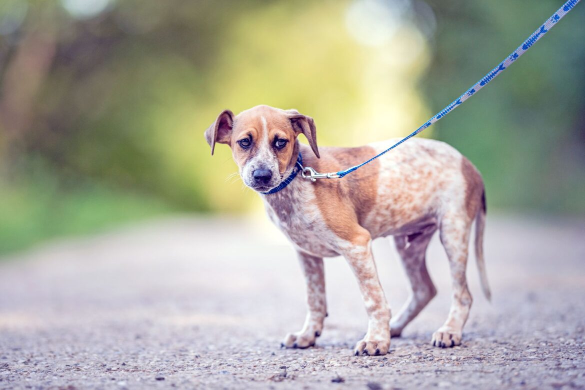 Dog Walking Safety Tips