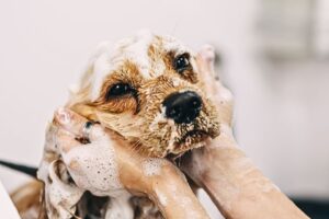 Mastering the Art of Dog Grooming: Top Techniques for a Pristine Pup