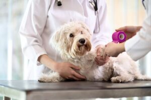 Importance of Dog Vaccination