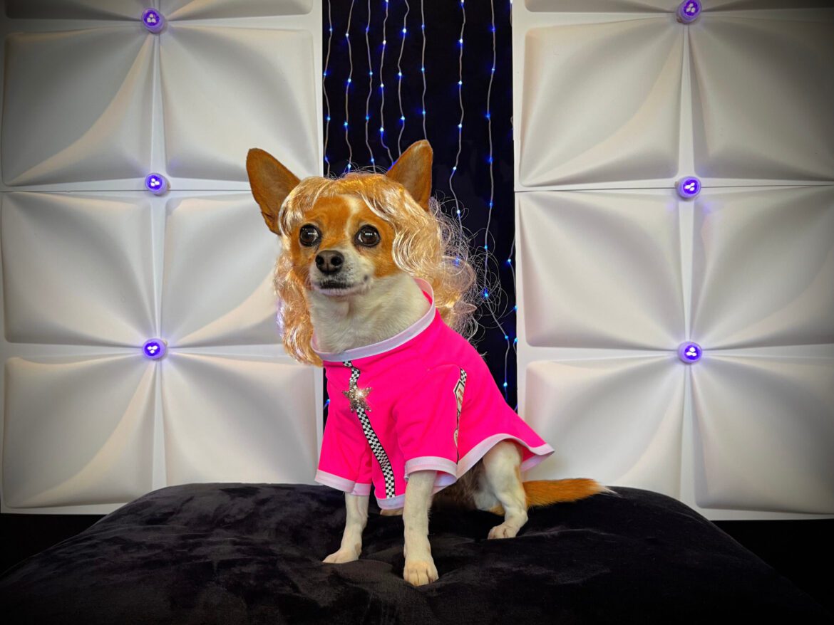 Trendy Canines