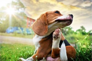 Antifreeze Poisoning Symptoms in Dogs