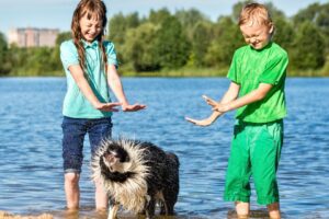 Protect Your Dog from Sunburn and Dehydration