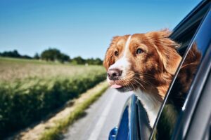 Summer Travel with Your Dog