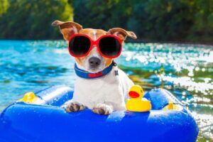 Summer Travel with Your Dog