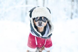 Winterizing Your Dog's Care Routine