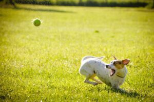 Regular Exercise for Your Dog's Health