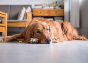 Common Symptoms of Antifreeze Poisoning in Dogs
