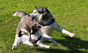 Correcting Dog Aggression