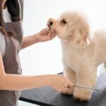 poodle puppycut groomer