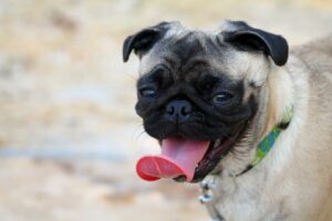  Prevent Heat Stress in Dogs