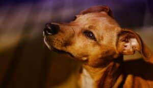 Bond Between Mother Dogs and Their Puppies