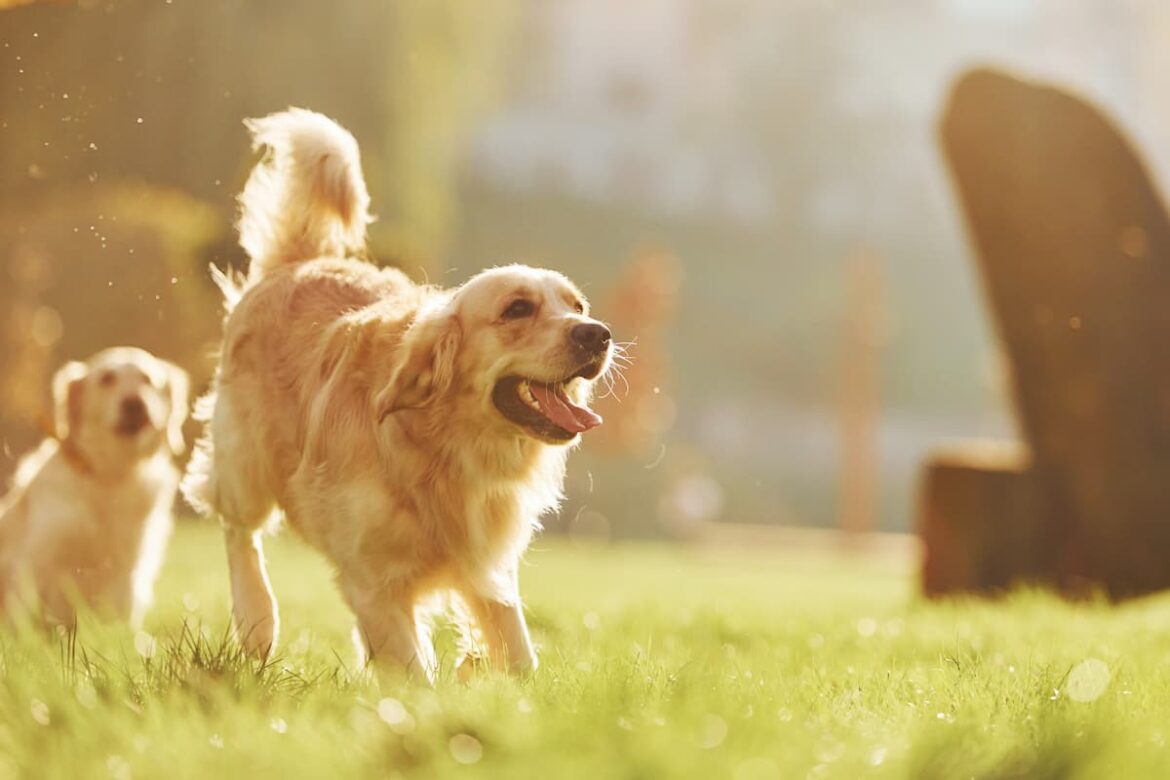 Dog's Day Out