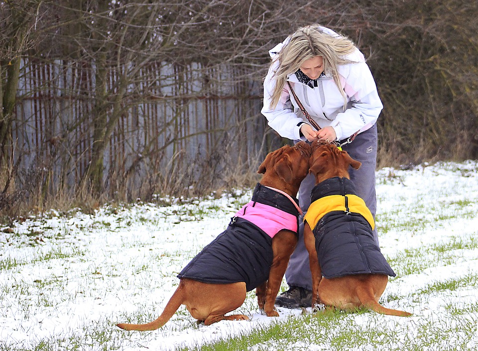 Dog Grooming at Home