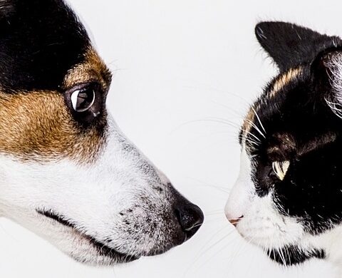 The Science Behind Separation Anxiety: How To Help Your Pup's Mental Health
