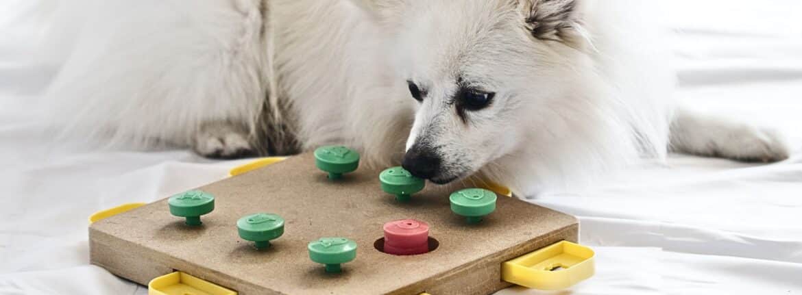 Cognitive Games; Their Impact on Dog Training