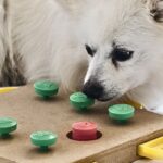 Cognitive Games; Their Impact on Dog Training