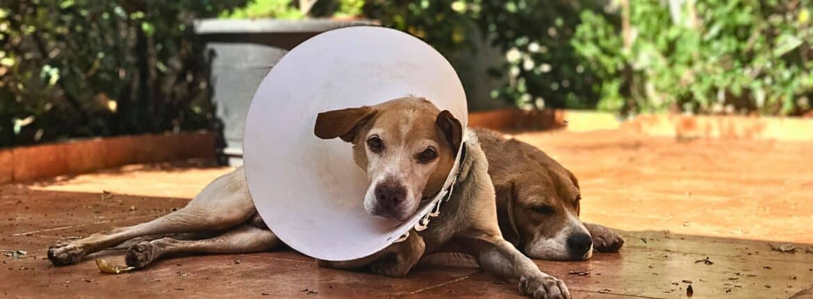 Dog Neutering Benefits Why It's Key for Your Pet