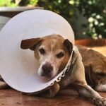 Dog Neutering Benefits Why It's Key for Your Pet
