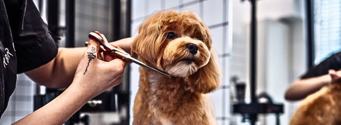 How to Keep Your Dog Looking and Feeling Fresh