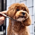 How to Keep Your Dog Looking and Feeling Fresh