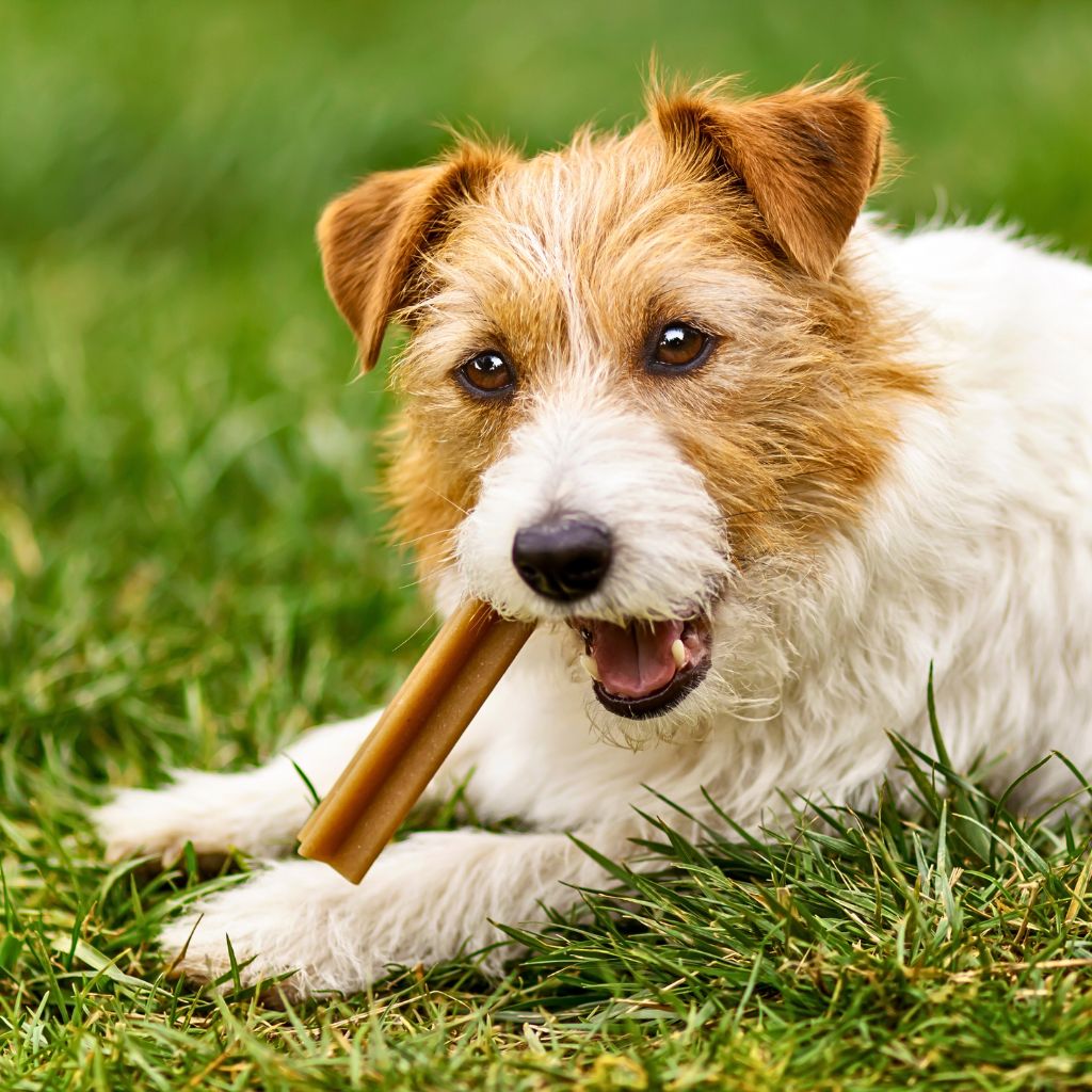 Is Chewing Mentally Stimulating for Dogs?