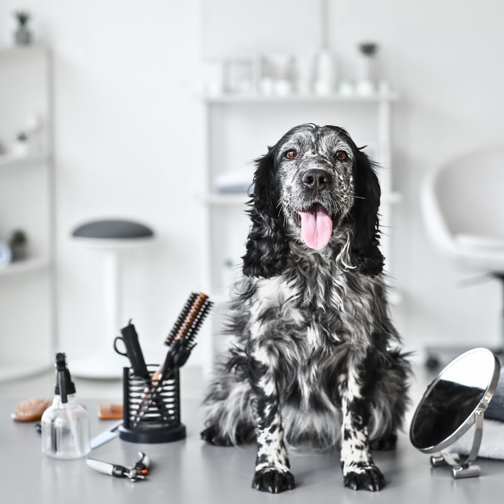 Recommended Dog Grooming Tools