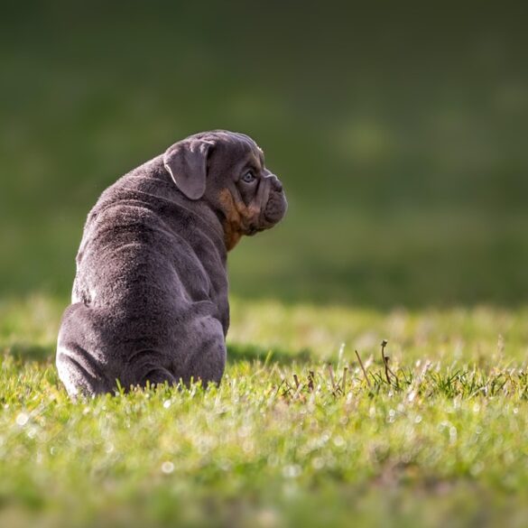 From Oven to Canine: Delicious and Safe Dog-Friendly Baking Recipes