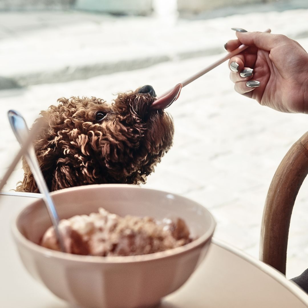Homemade Meal Ideas for Labradoodle Puppies