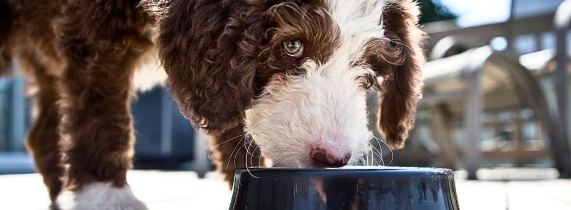 Making Mealtime Fun for Labradoodle Puppies