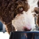 Making Mealtime Fun for Labradoodle Puppies