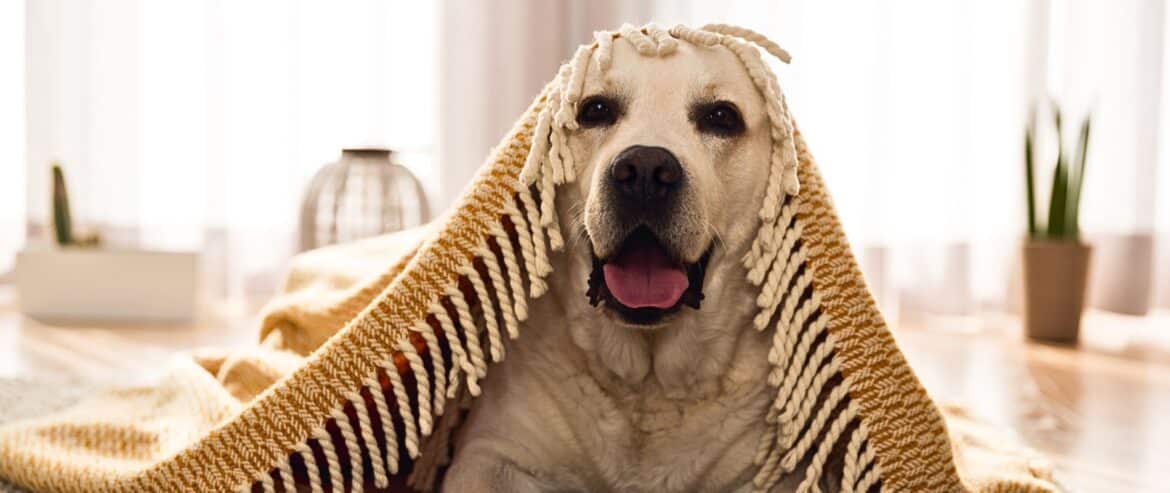 Creating a Safe, Comfy Habitat for Your Dog