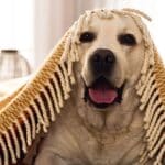 Creating a Safe, Comfy Habitat for Your Dog