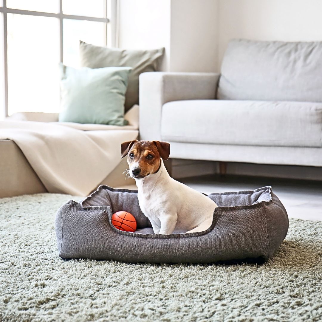 The Importance of Creating a Safe and Comfortable Habitat for Your Dog