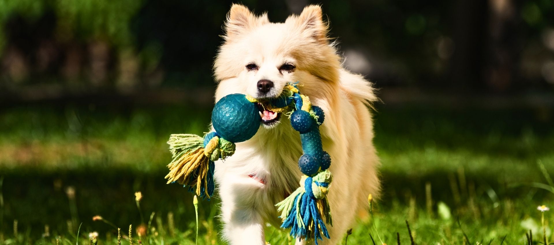 About US – The Latest News Bella-Woof