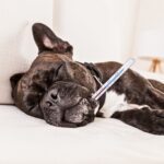 Rodenticide-Poisoning-in-Dogs-SymptomsTreatment-and-Prevention